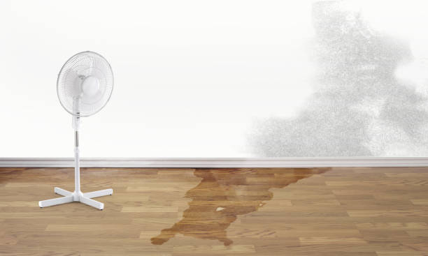Best Professional water damage repair  in Shoshone, ID